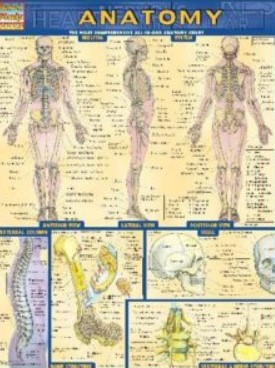 PDF Download BarCharts QuickStudy Anatomy Volume 1 Free
