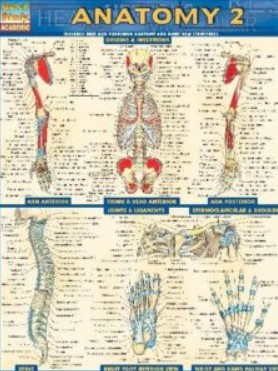 PDF Download BarCharts QuickStudy Anatomy Volume 2 Free