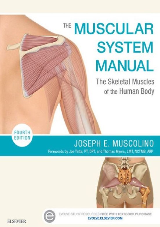 Download The Muscular System Manual 4th Edition PDF Free