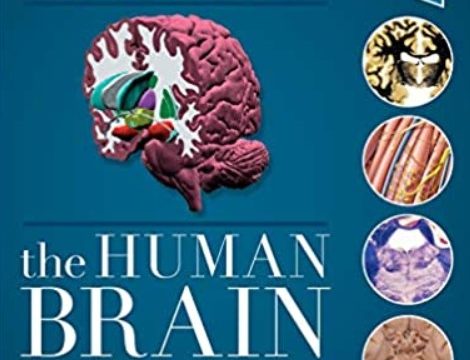 Download Nolte's The Human Brain: An Introduction to its Functional Anatomy 8th Edition PDF Free